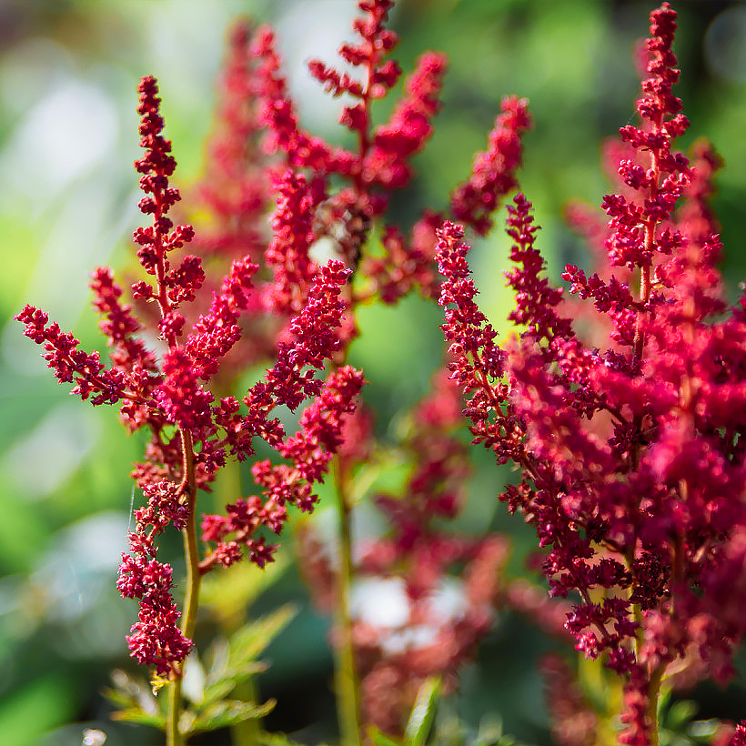 Astilbes de Flores Vermelhas