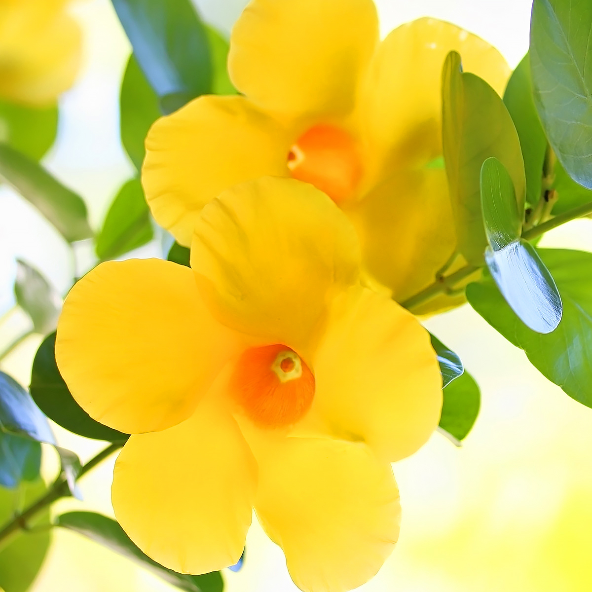 Dipladenia ou Mandevilla