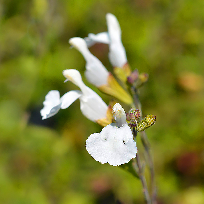 Sálvias arbustivas de flores brancas