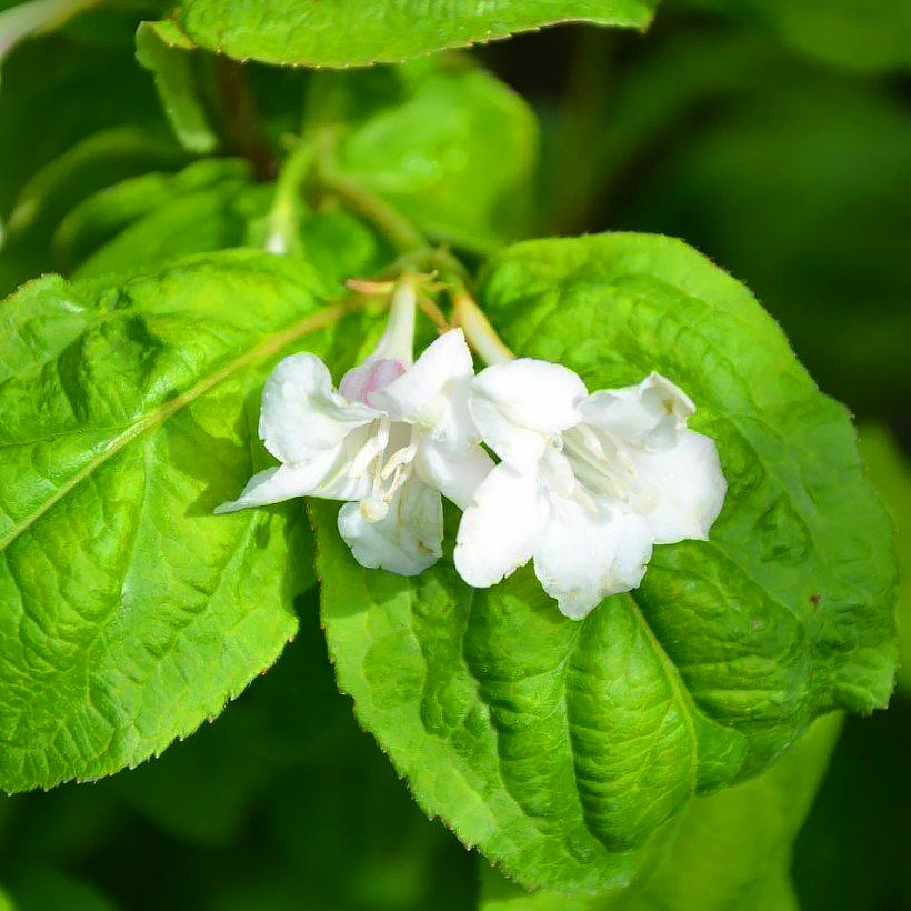 Weigela de folhas verdes