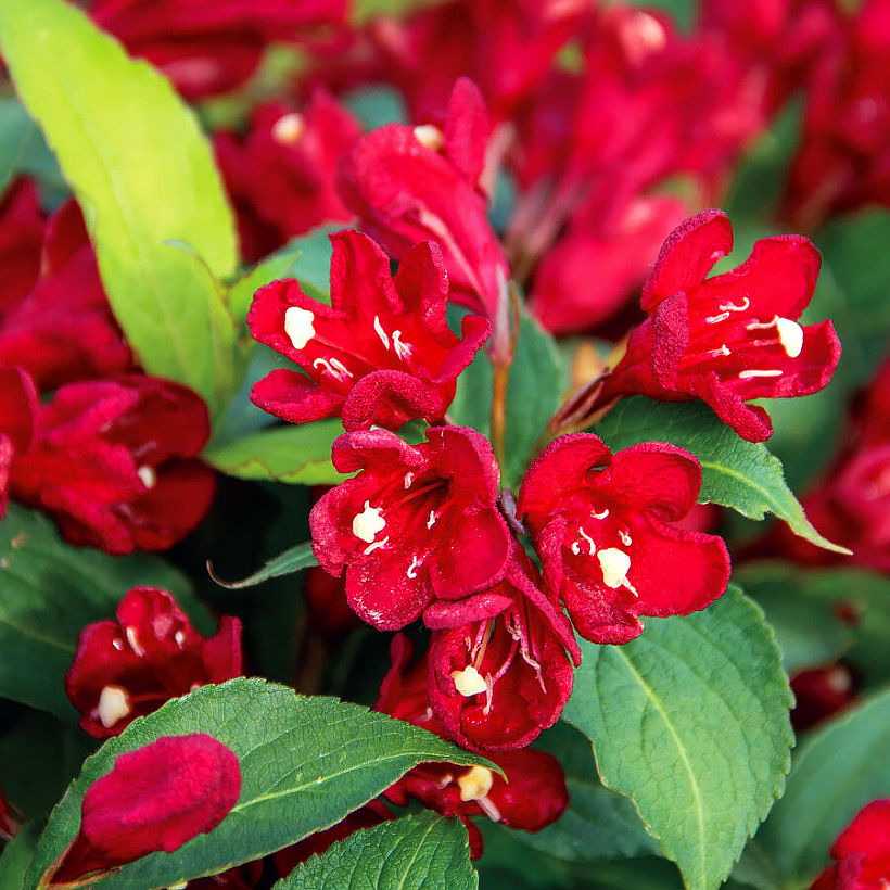 Weigela de flores vermelhas